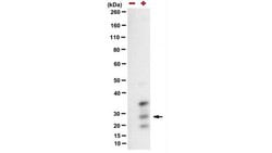 Influenza A M1/M2 Mouse anti-Virus, Clone: E10, MilliporeSigma:Antibodies:Primary